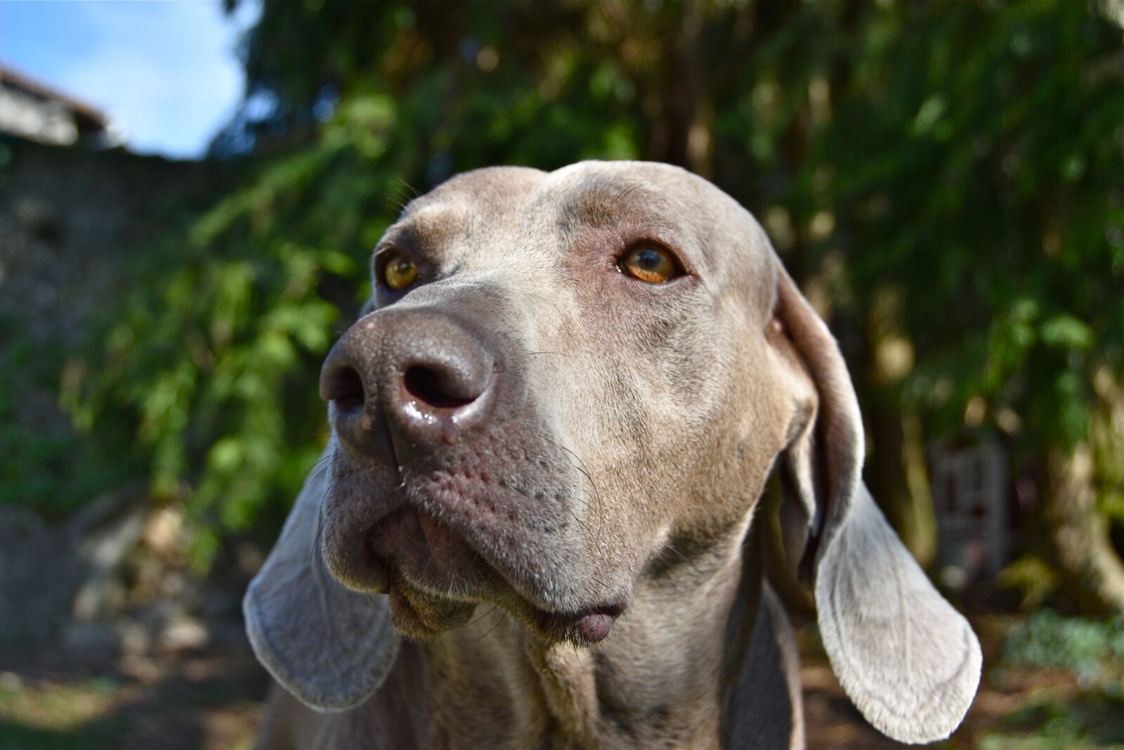 Nikon D5600 sample photo. Dog, braque, weimar photography
