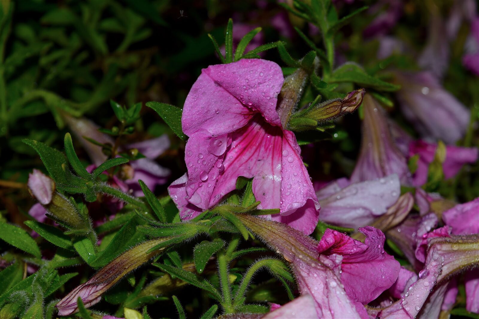 Nikon D3300 sample photo. Flower, night, rain photography