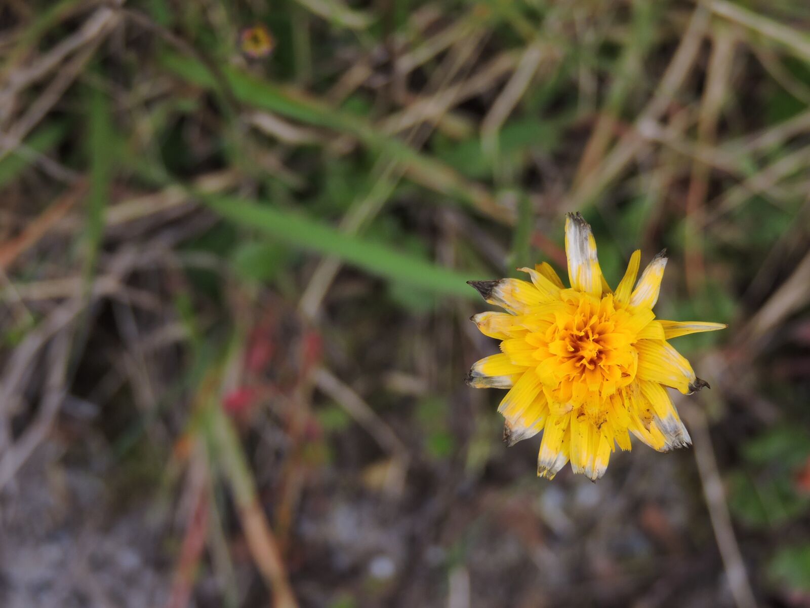 Nikon Coolpix P530 sample photo. Flower, yellow, petals photography