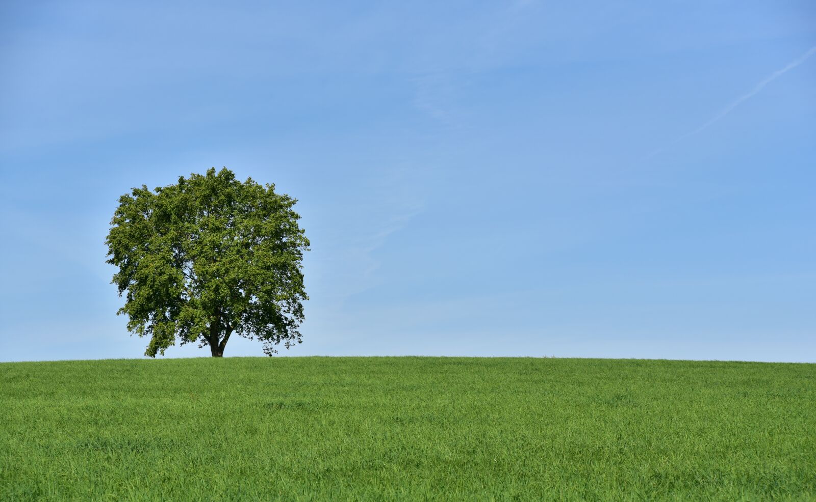 Nikon D750 sample photo. Tree, meadow, deciduous tree photography