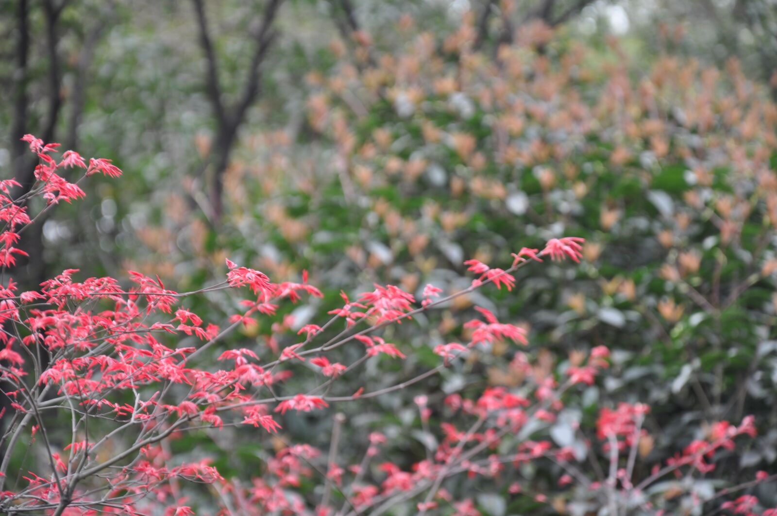 Nikon D90 sample photo. Red leaf, leaf, red photography