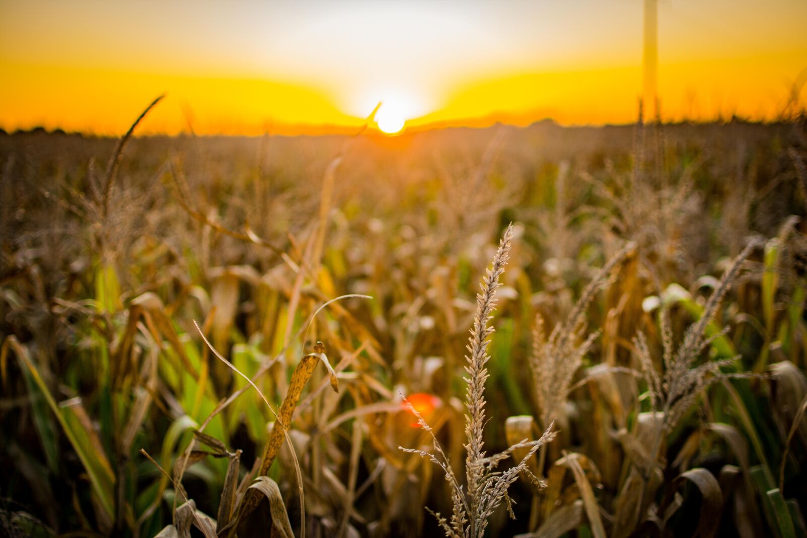 Nikon D7100 sample photo. Corn, field, seeds photography