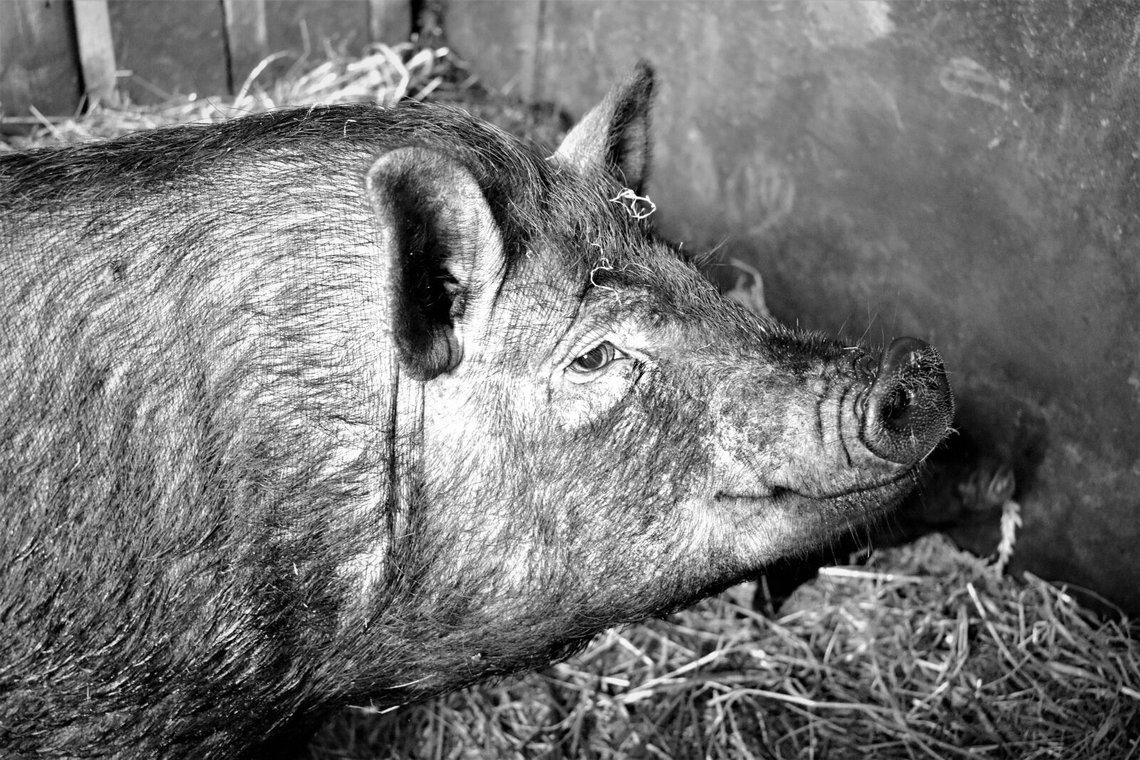 Nikon D5500 sample photo. Pig, pet, farmhouse photography