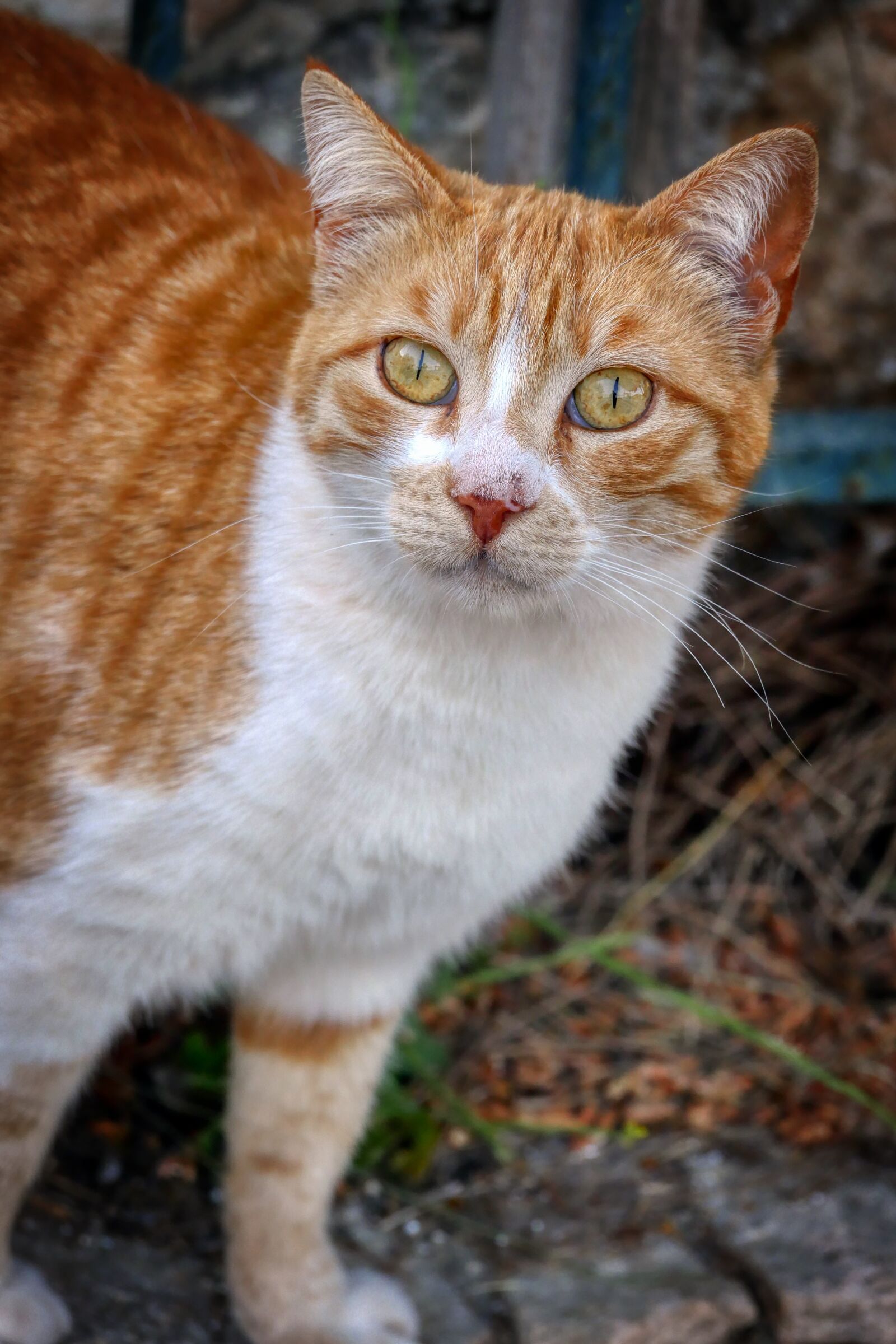 Panasonic Lumix DMC-GX8 sample photo. Cat, eyes, portrait photography