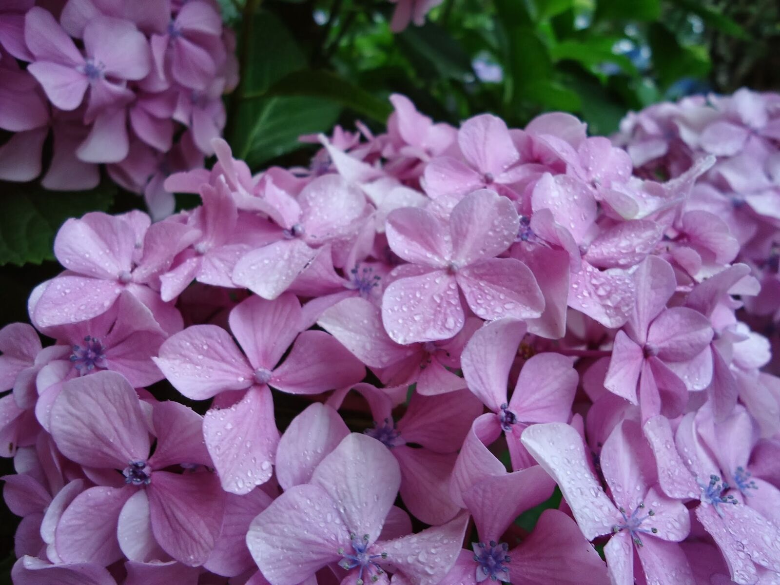 Sony Cyber-shot DSC-W610 sample photo. Flowers lilac, hydrangeas, garden photography