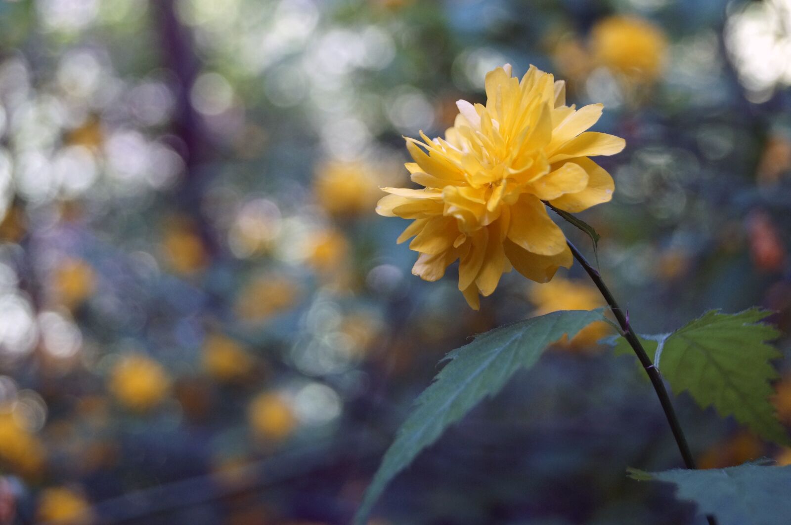 Sony SLT-A37 sample photo. Flower, nature, green photography