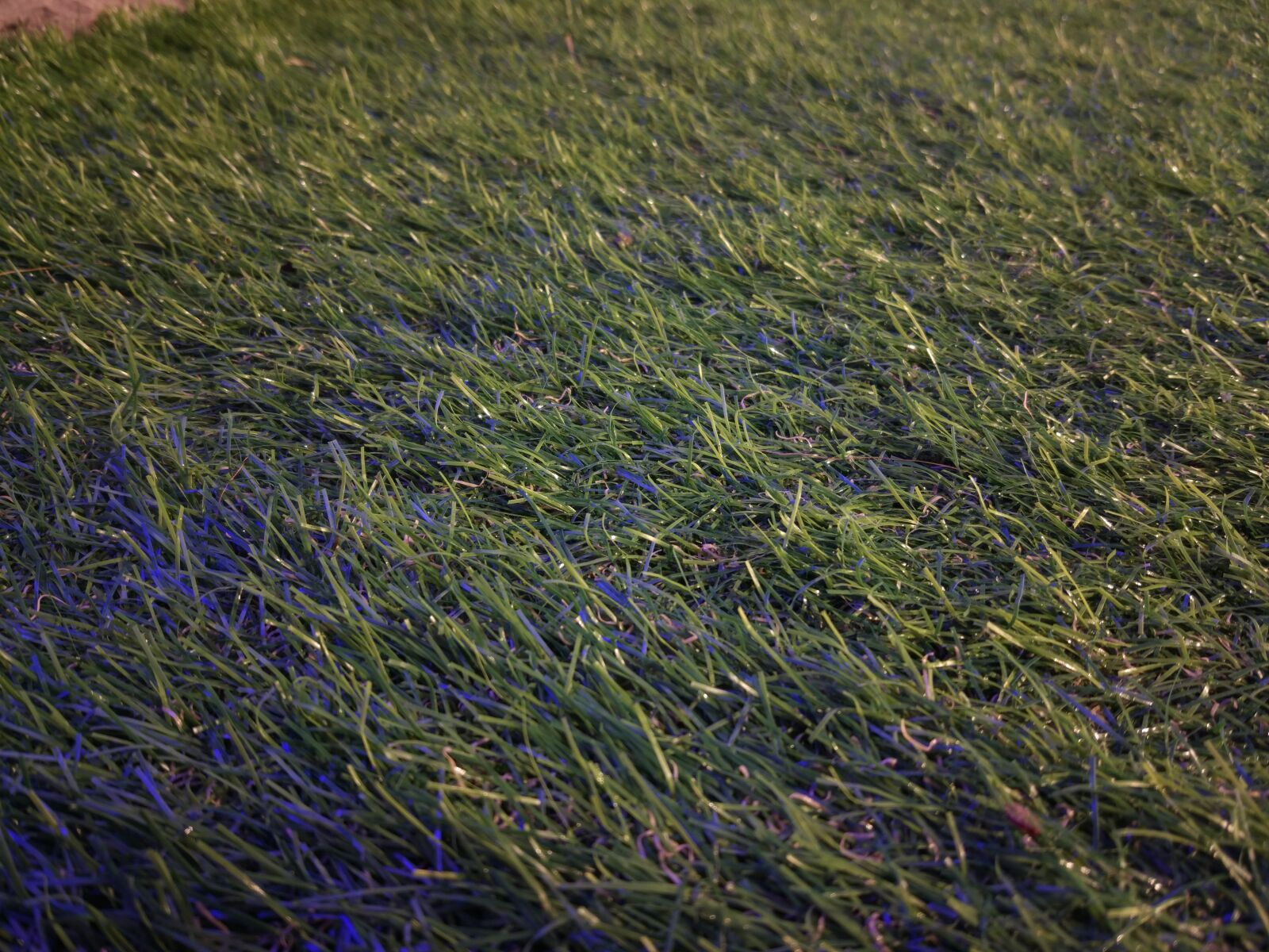 Xiaomi MI 5 sample photo. Backyard, garden, grass photography