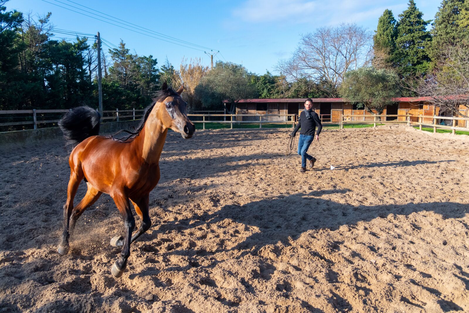 Nikon D850 sample photo. Pure-blood arab, horse, dressage photography