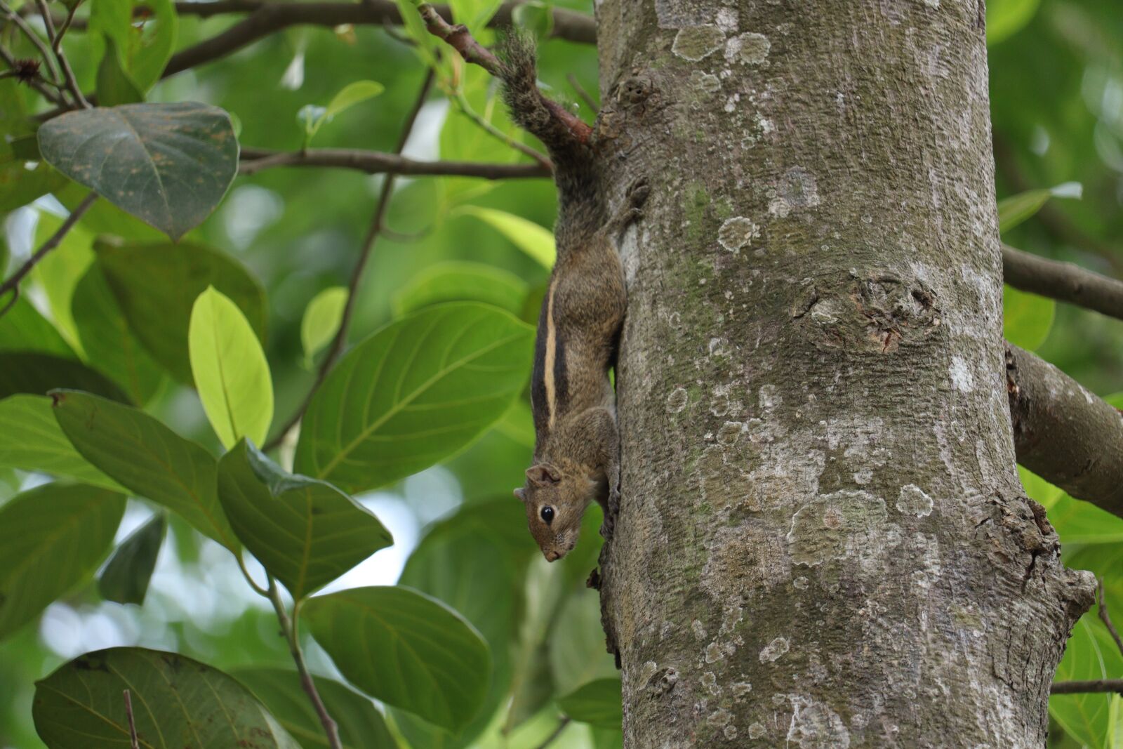 Canon EOS 250D (EOS Rebel SL3 / EOS Kiss X10 / EOS 200D II) sample photo. Squirrel, nature, outdoor photography