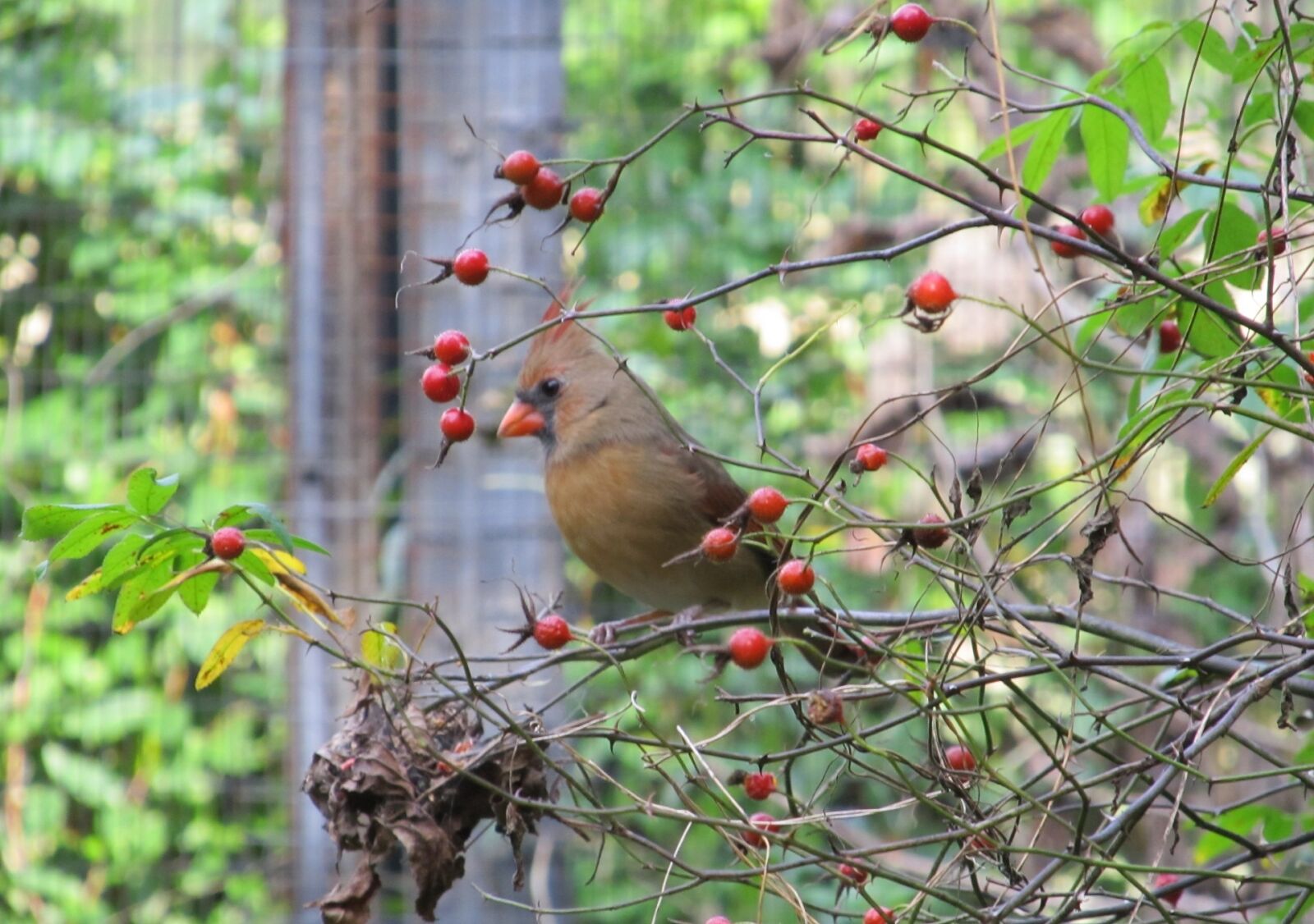 Canon PowerShot SX130 IS sample photo. Cardinal, northern, female photography