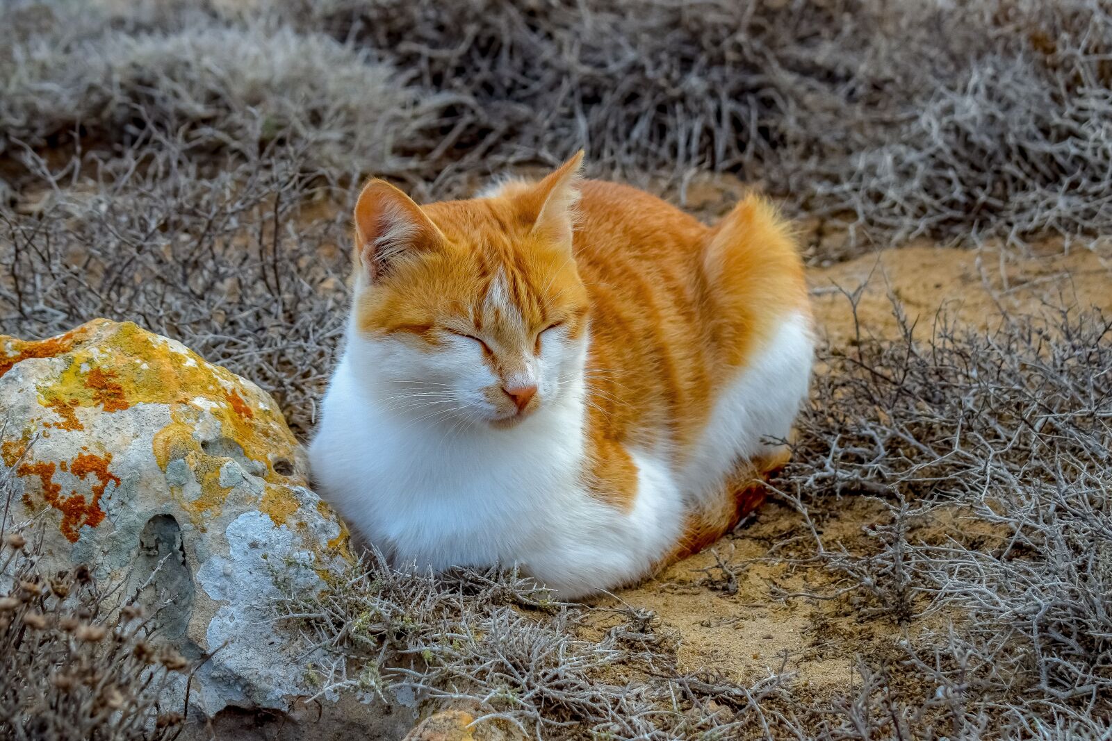 Nikon D3300 sample photo. Cat, stray, animal photography