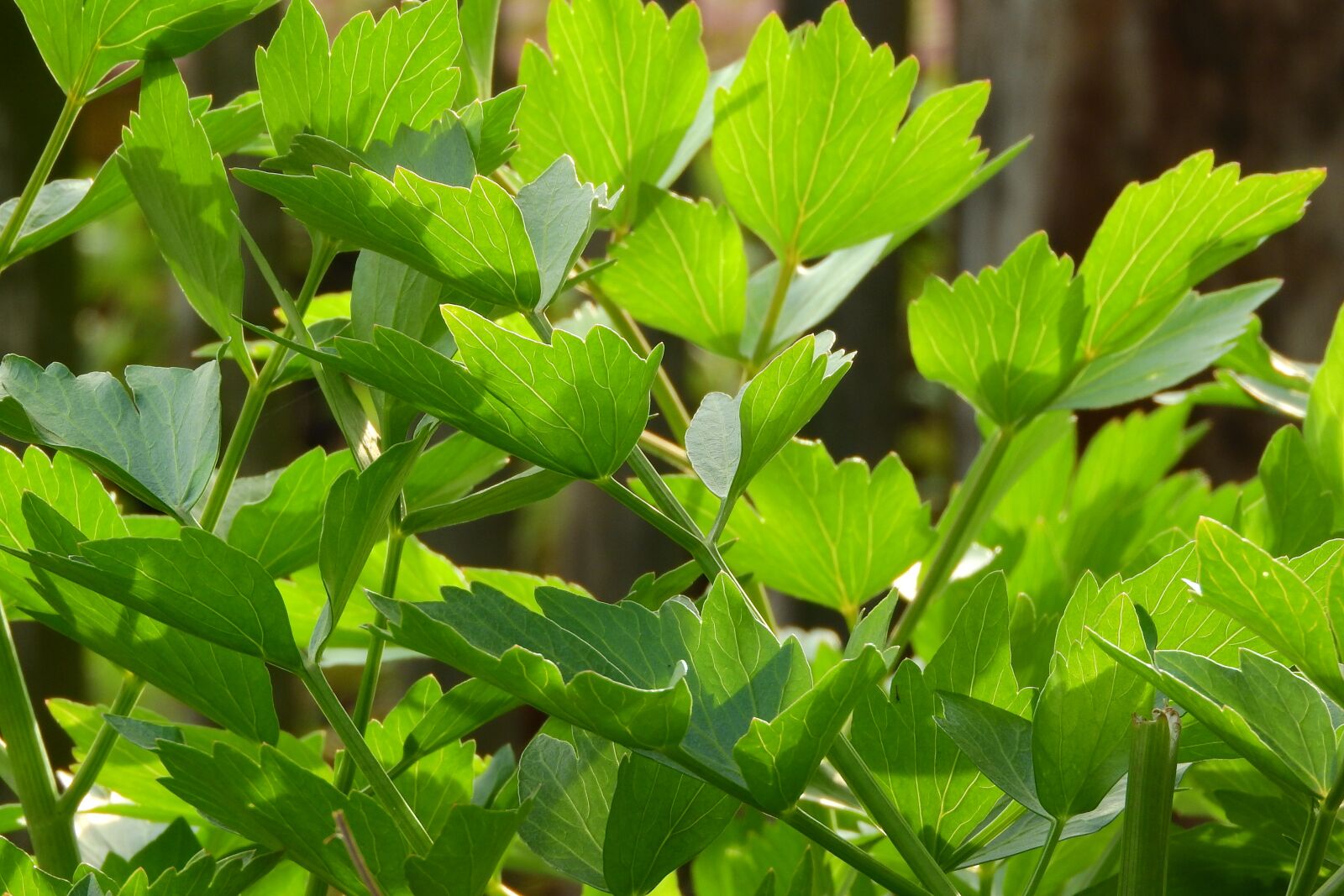 Nikon Coolpix P610 sample photo. Lovage, herbs in the photography