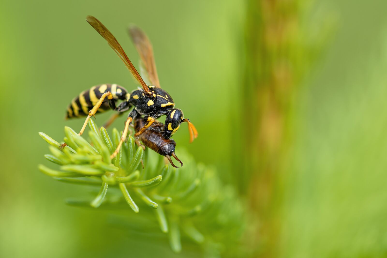 Nikon D7200 sample photo. Wasp, hornet, eat photography