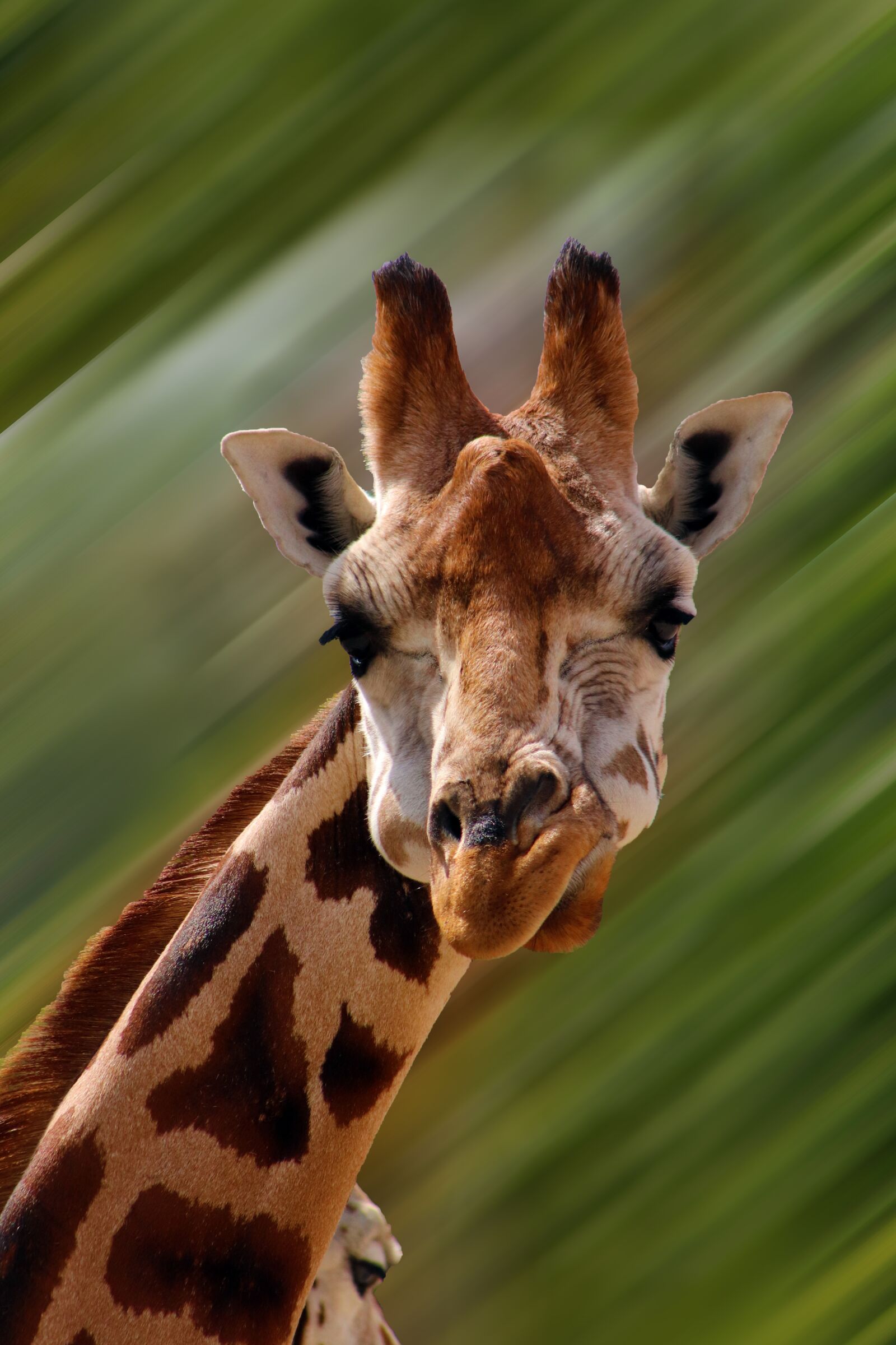 Canon EOS 800D (EOS Rebel T7i / EOS Kiss X9i) sample photo. Giraffe, face, animal photography