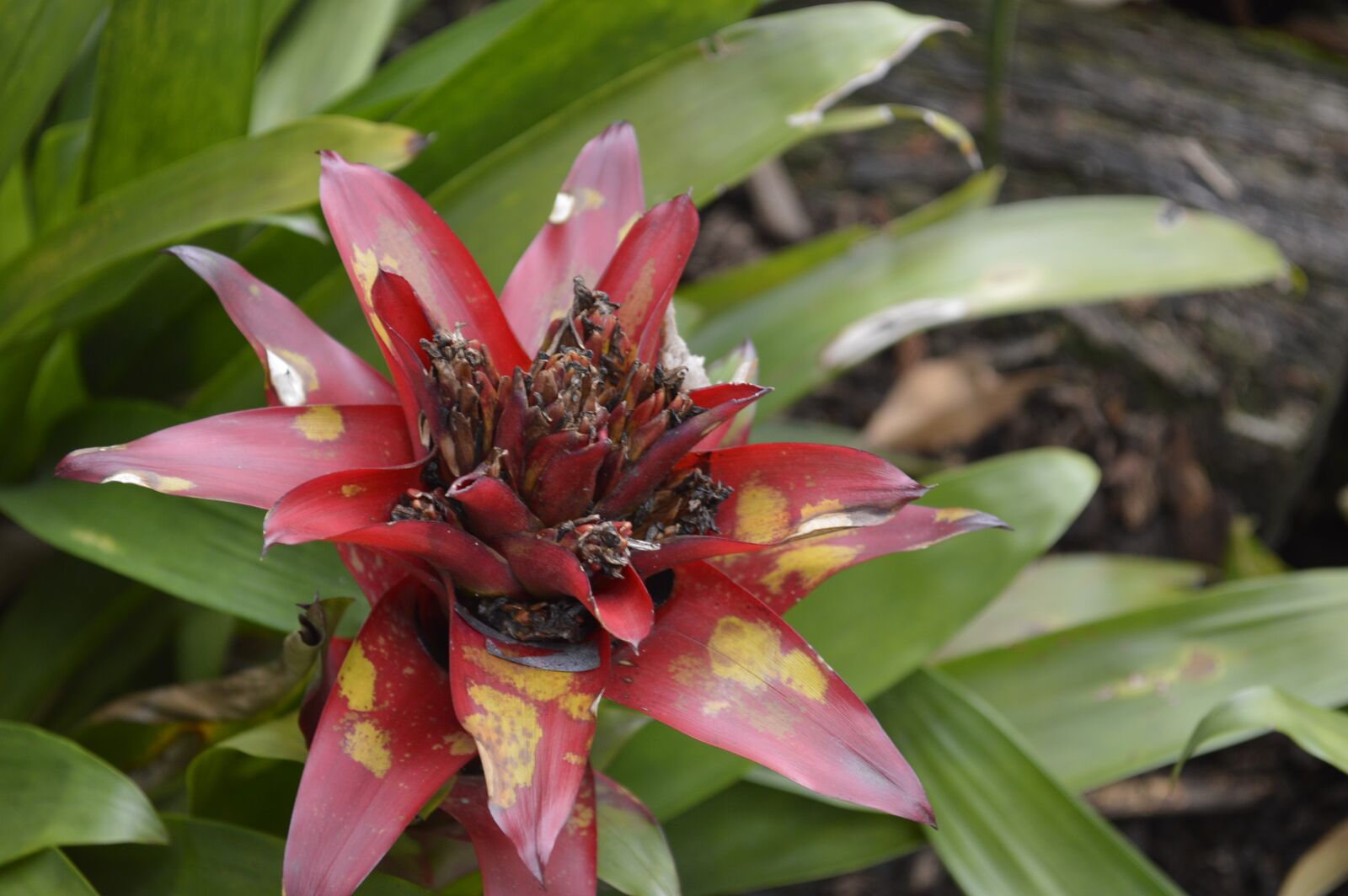 Nikon D3200 sample photo. Flower, nature, plants photography