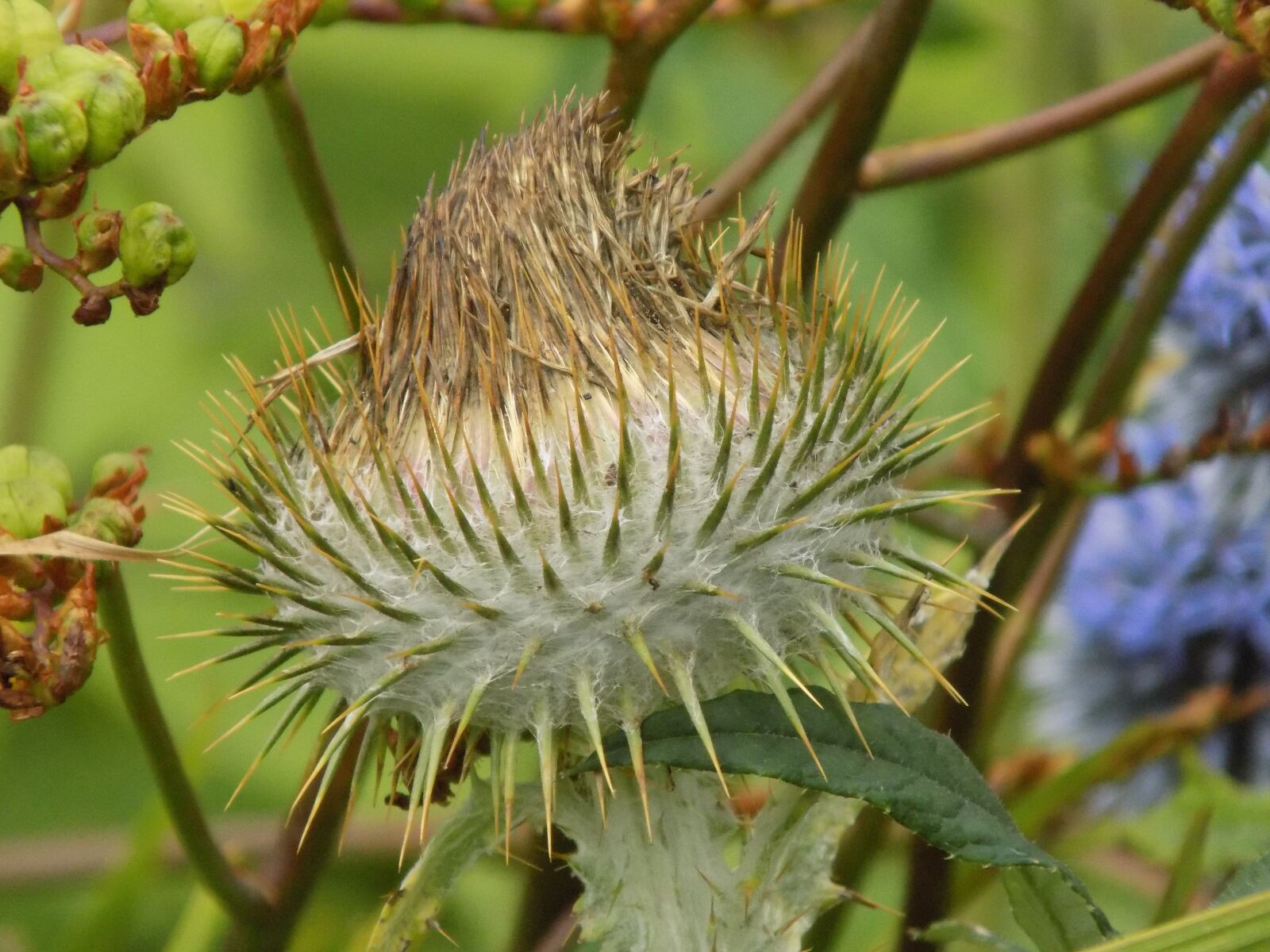 Nikon COOLPIX L340 sample photo. Botanic gardens, inverness, flower photography