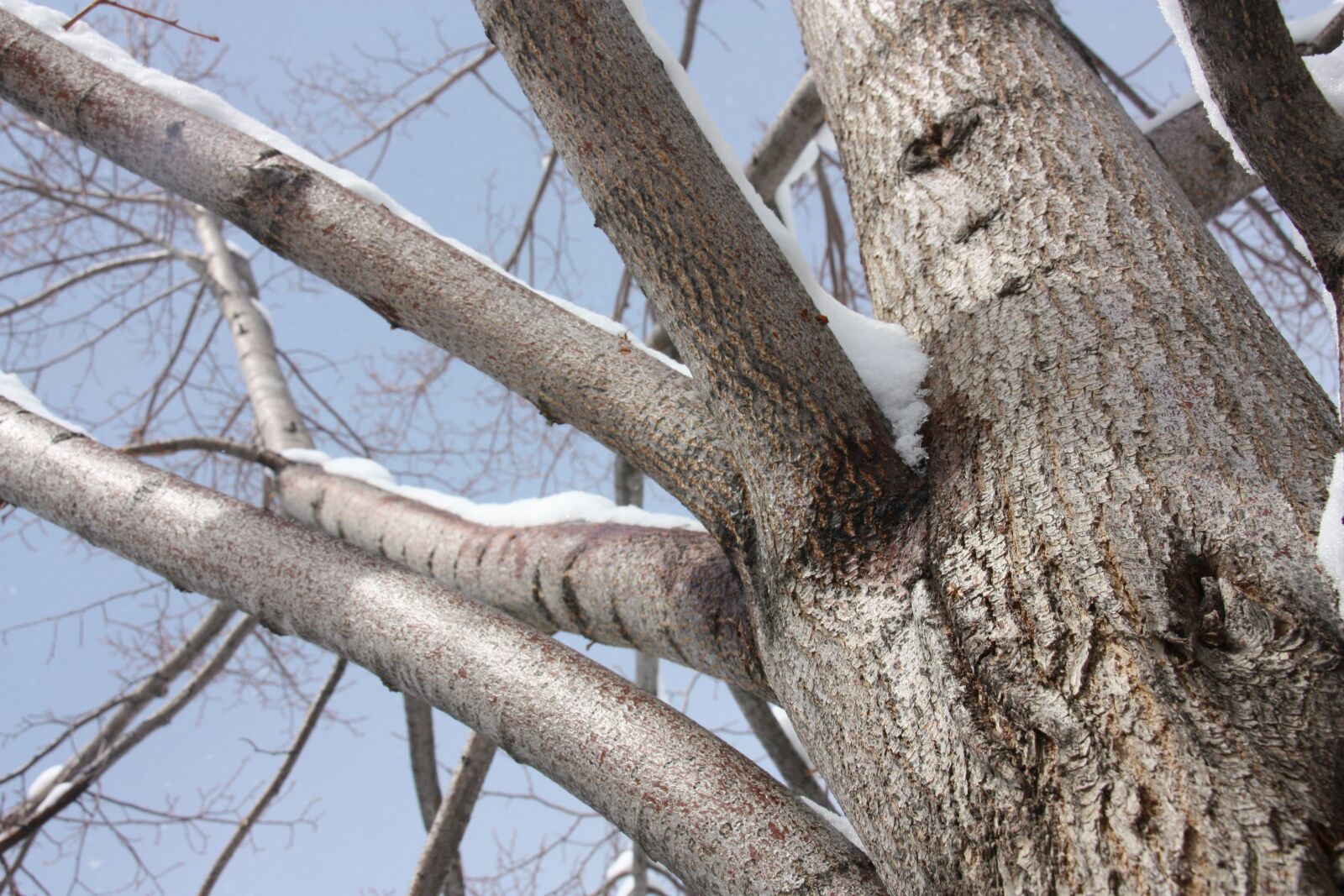 Canon EOS 450D (EOS Rebel XSi / EOS Kiss X2) sample photo. Tree, snow, winter photography
