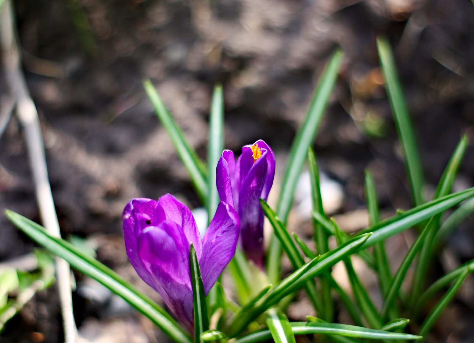 Canon EOS 1000D (EOS Digital Rebel XS / EOS Kiss F) sample photo. Flowers, beautiful flowers, home photography