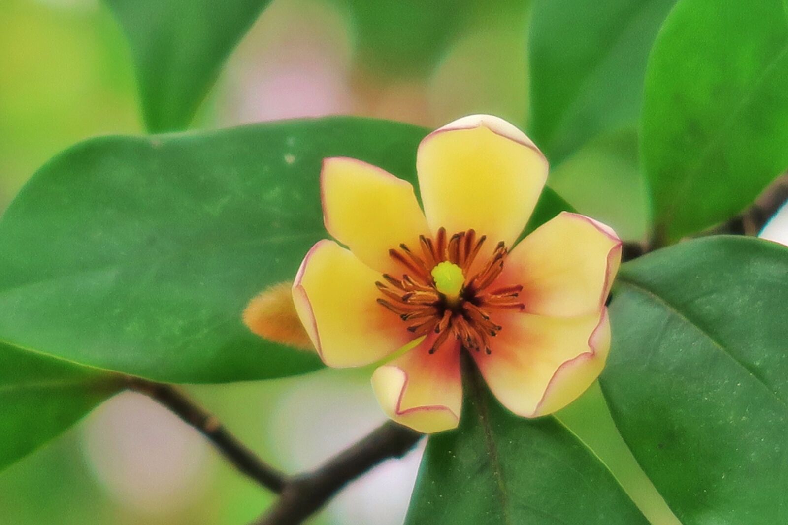 Canon PowerShot G7 X sample photo. Flower, smiling, plant photography