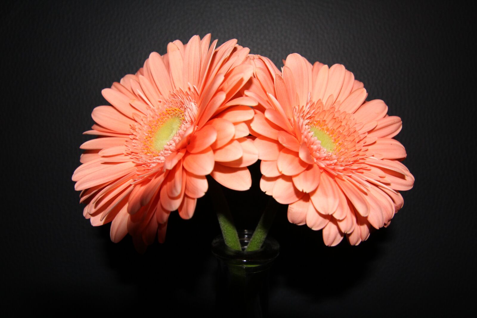 Canon EOS 1200D (EOS Rebel T5 / EOS Kiss X70 / EOS Hi) sample photo. Gerbera, flower, blossom photography