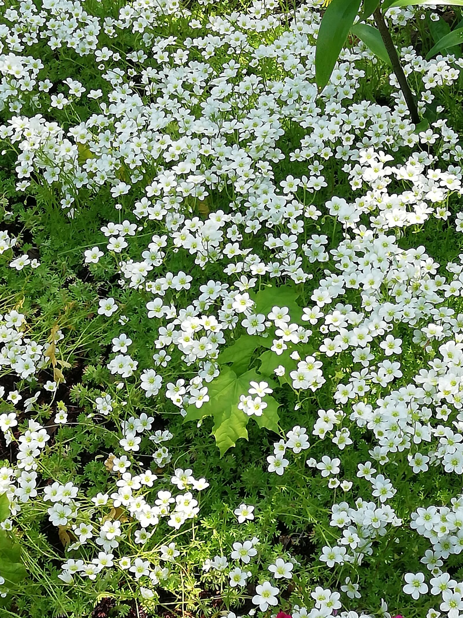HUAWEI P20 lite sample photo. Flowers, white, day photography