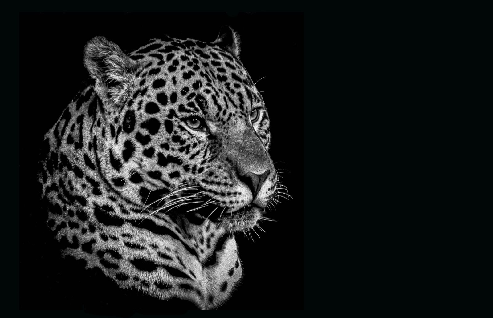 Panasonic Lumix DMC-G5 sample photo. Cat, wildlife, leopard photography