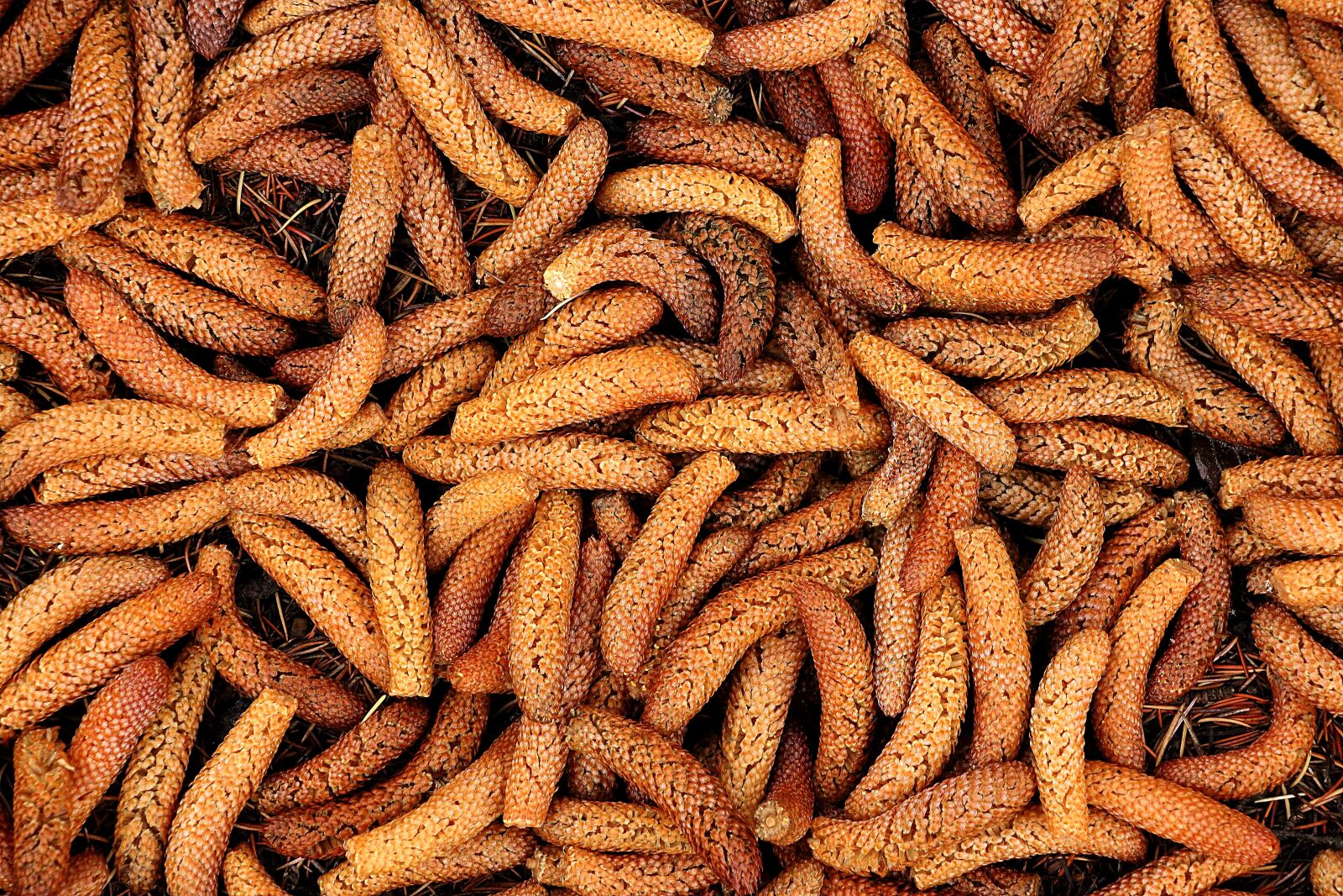 Canon EOS 700D (EOS Rebel T5i / EOS Kiss X7i) sample photo. Cedar seeds, cedar, tree photography