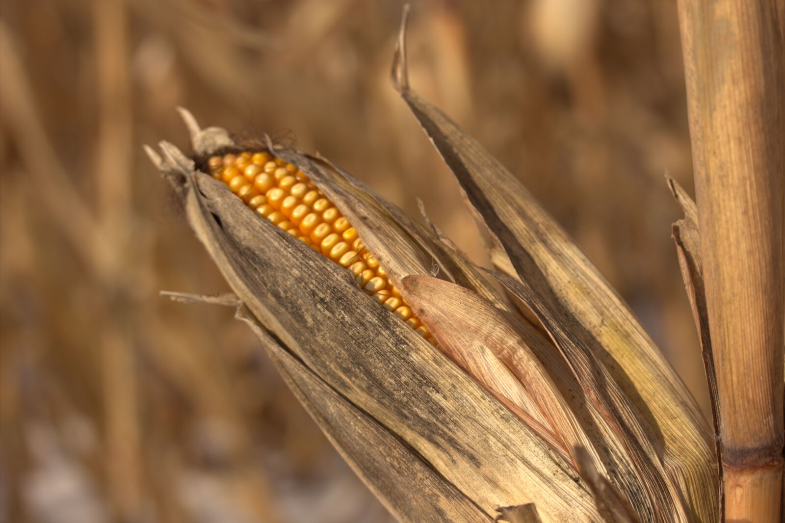 Canon EOS 550D (EOS Rebel T2i / EOS Kiss X4) sample photo. Corn, kernel, field photography