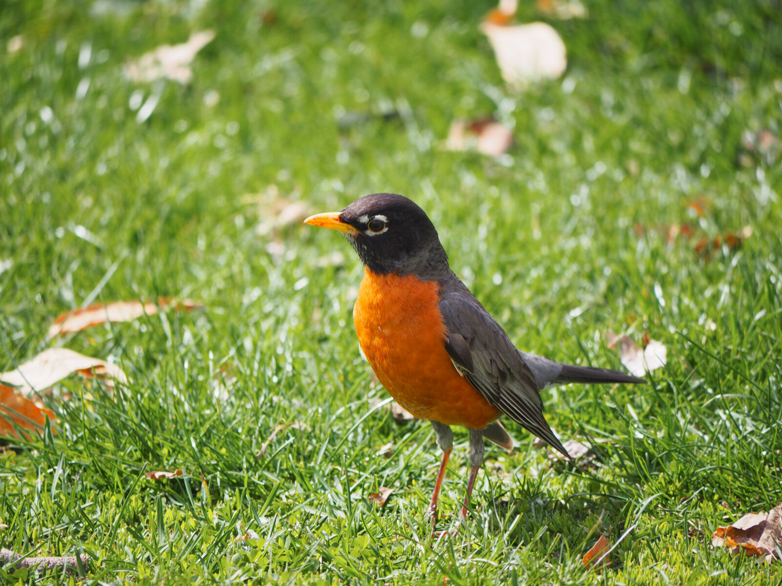 Olympus OM-D E-M1 sample photo