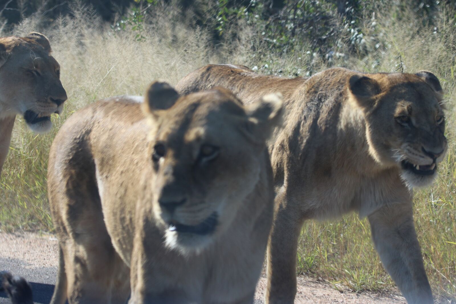 Canon EOS 7D Mark II sample photo. Africa, big, five, bush photography