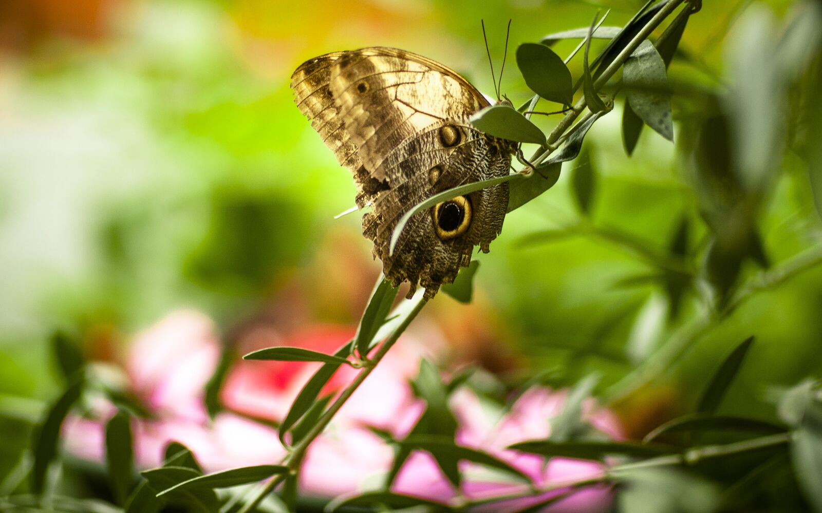 Nikon D200 sample photo. Butterfly, insect, macro photography