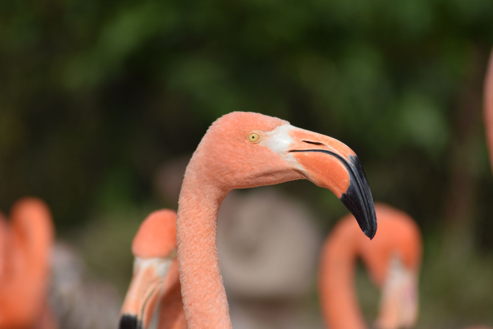 Nikon D3300 sample photo. Flamingo, bird, pink bird photography