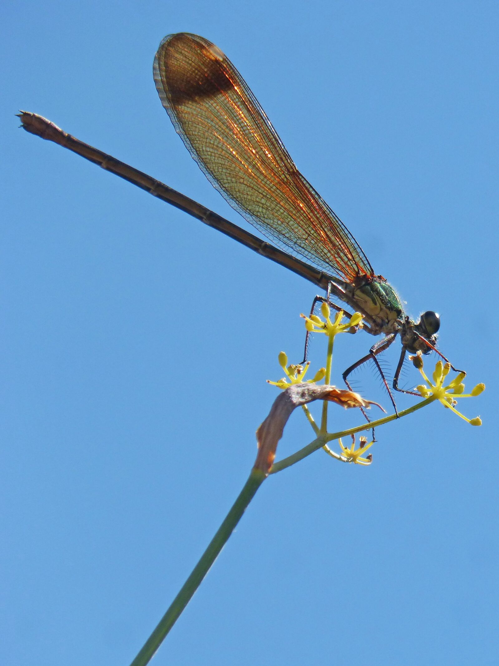 Panasonic DMC-FZ62 sample photo. Dragonfly, damselfly, fennel photography