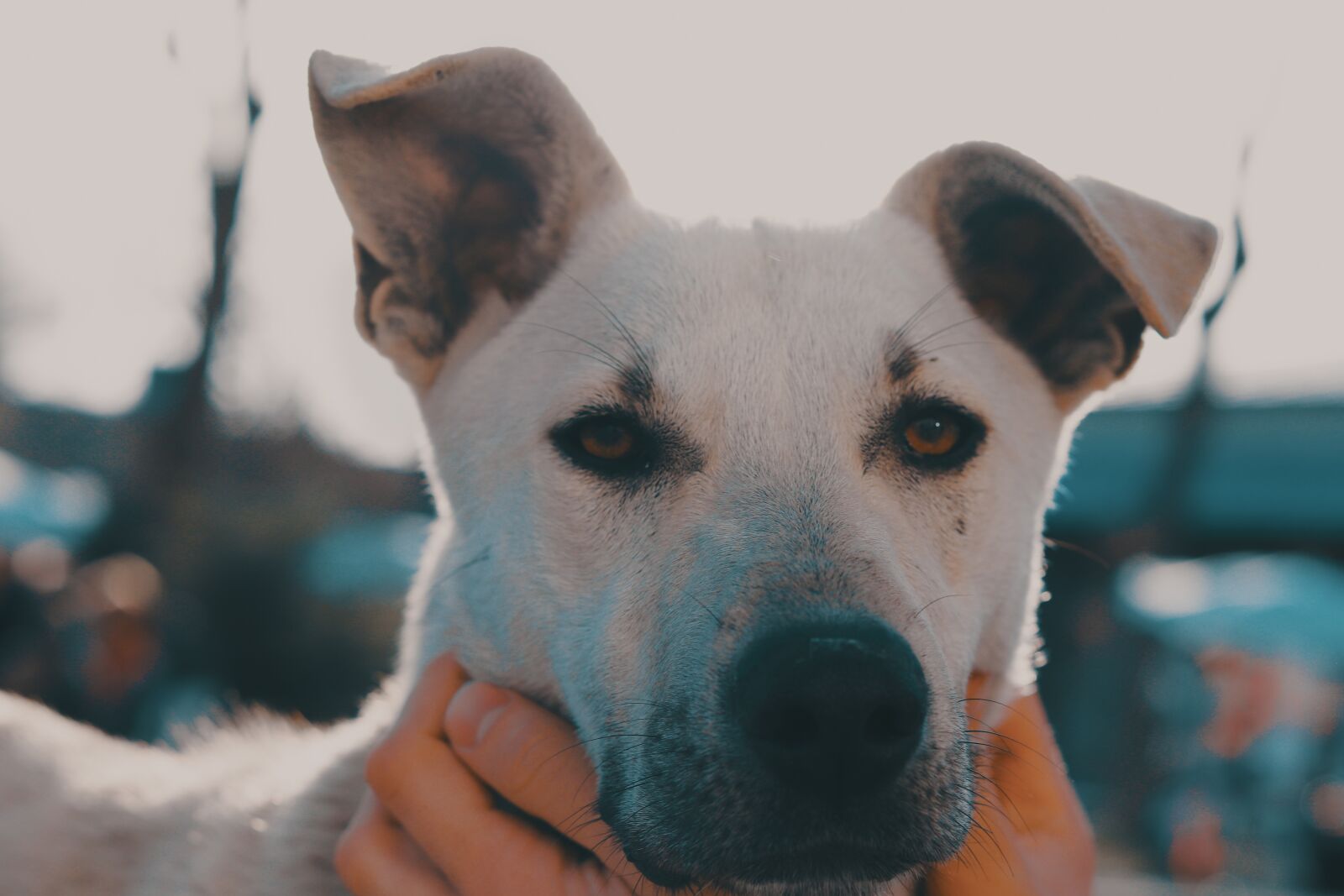 Canon EF 50mm F1.8 STM sample photo. Dog, pet, animal photography