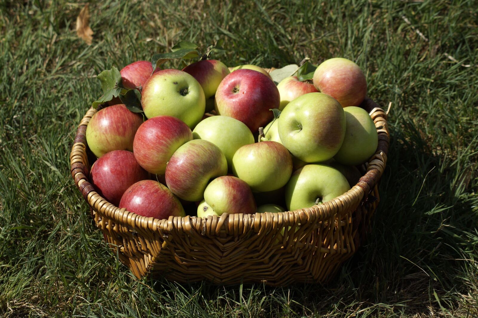 Sony SLT-A58 sample photo. Apple, basket, garden photography