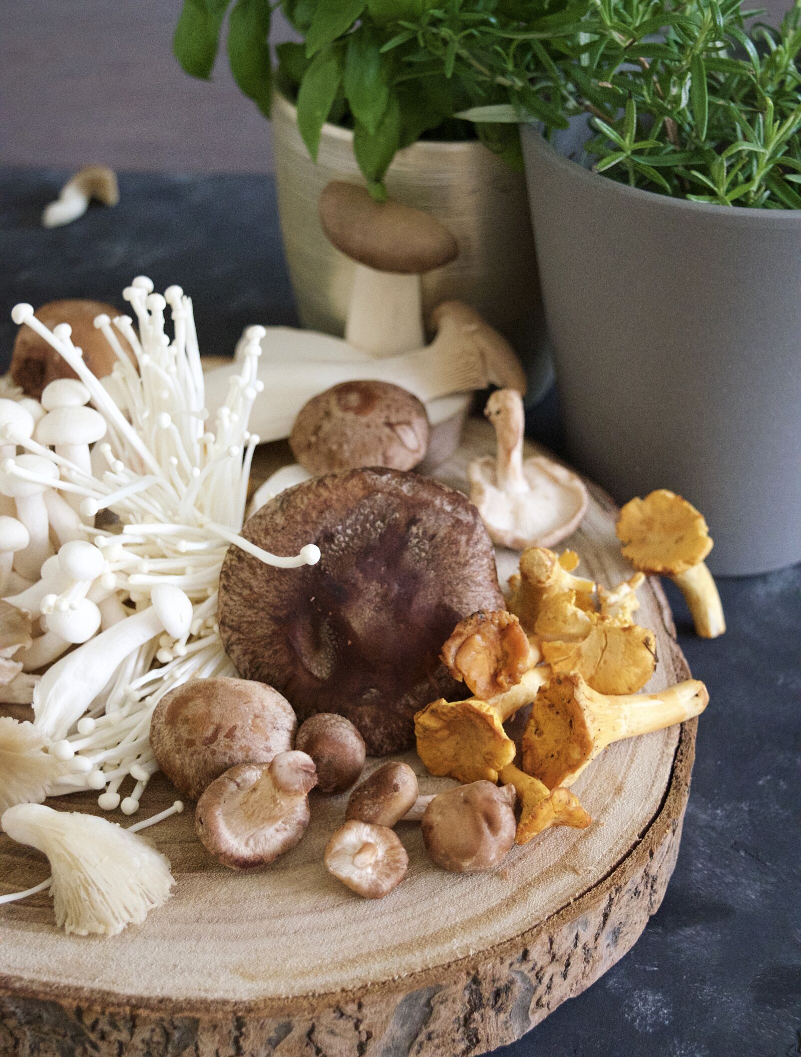 Nikon D3300 sample photo. Mushroom, fungus, mushrooms photography