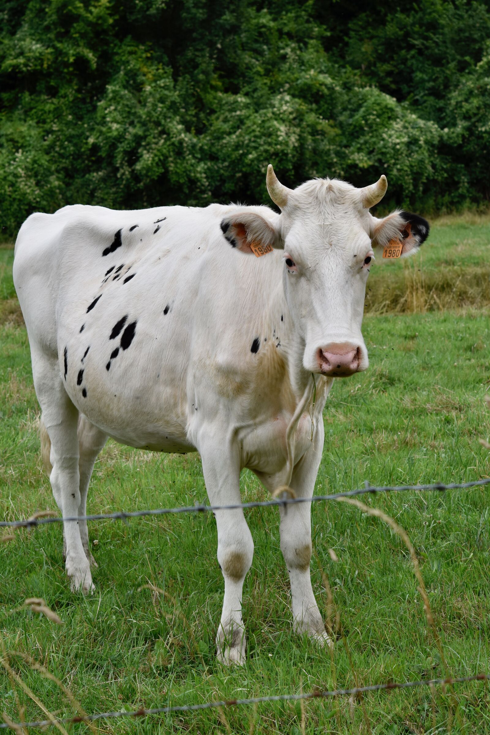Nikon D5600 sample photo. Cow, dairy cow, dress photography
