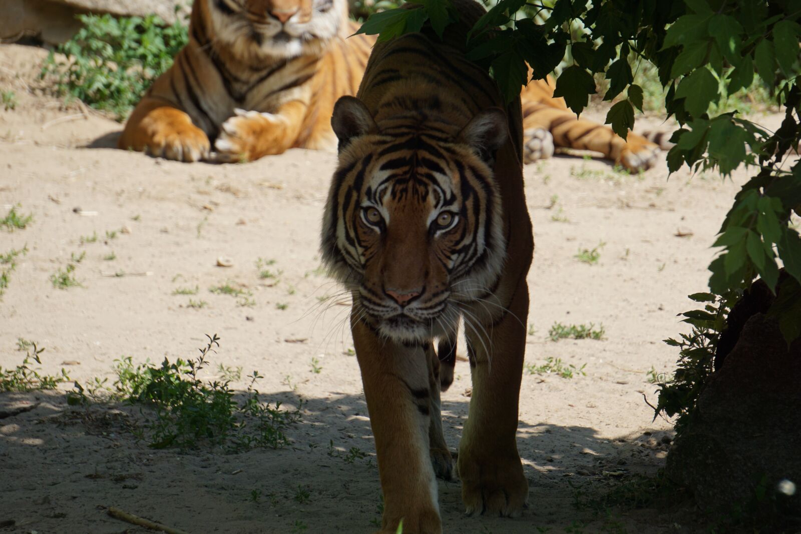 Sony a6000 sample photo. Sumatran tiger, mammal, zoo photography