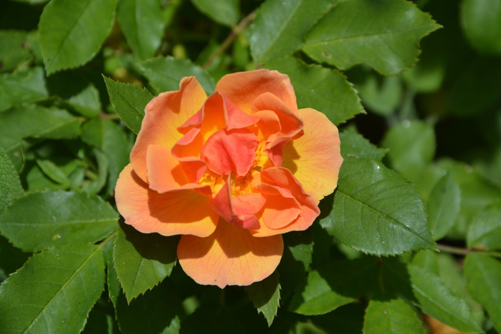 Nikon D5200 sample photo. Pink flowers, rosebush, color photography