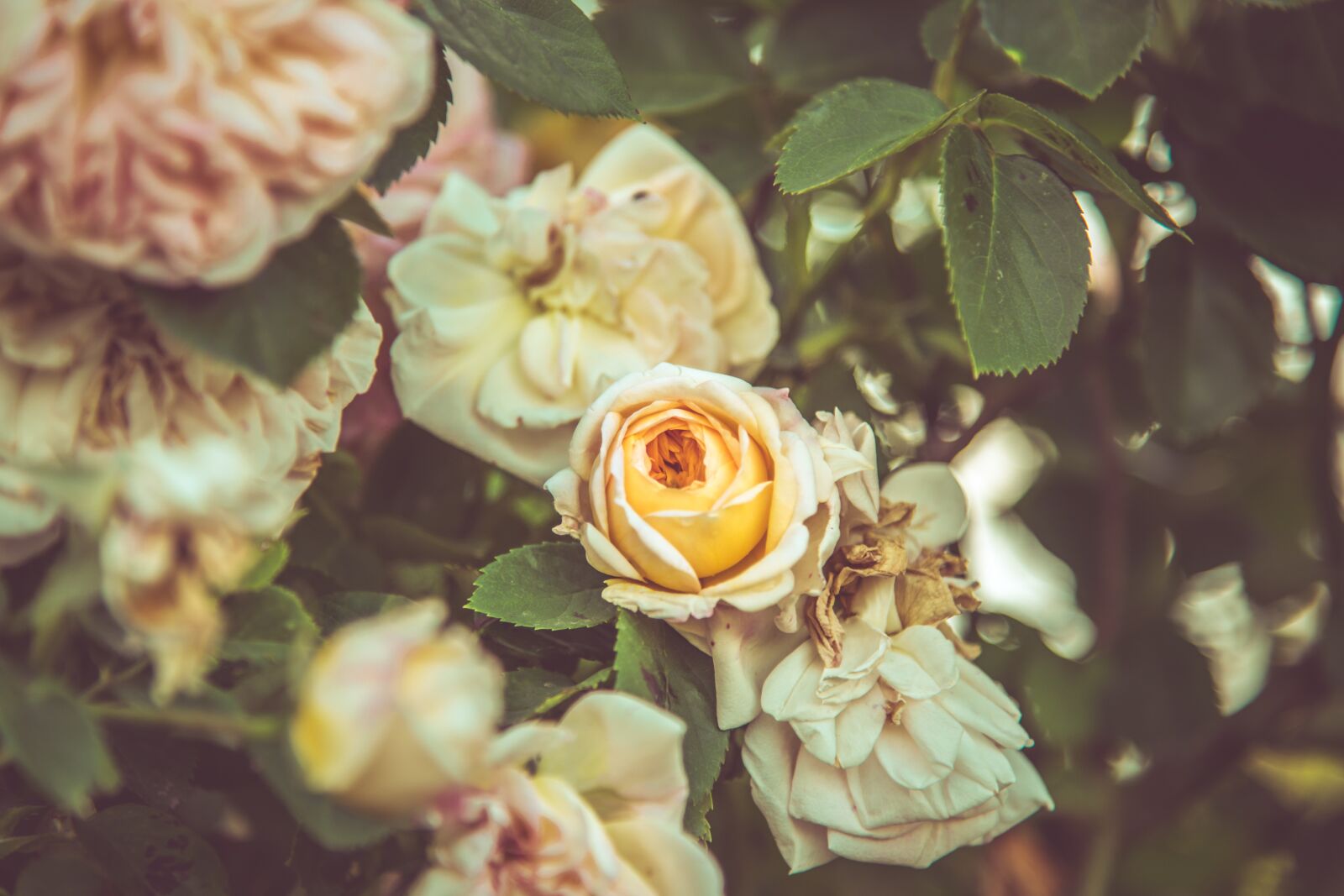 Nikon D850 sample photo. Rose, flower, shrub photography