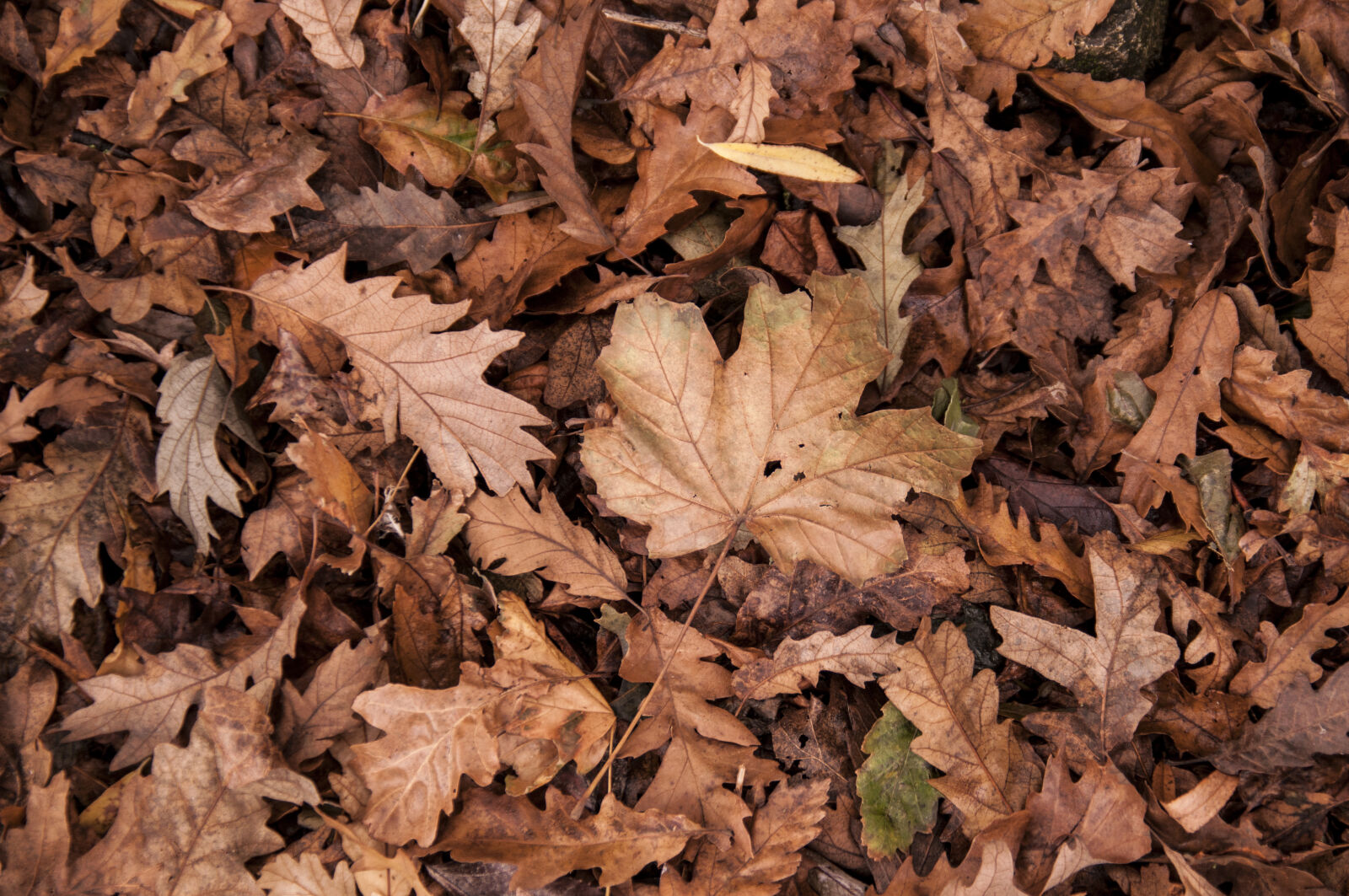 Nikon D300 sample photo. Autumn, dry, dry, leaves photography