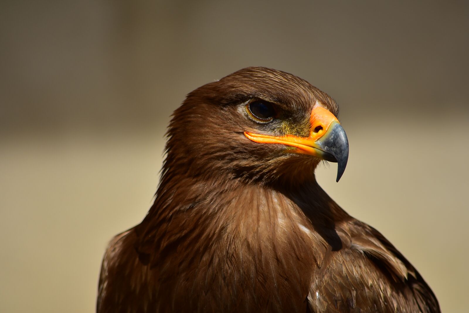Nikon D3400 sample photo. Eagle, bird, predator photography