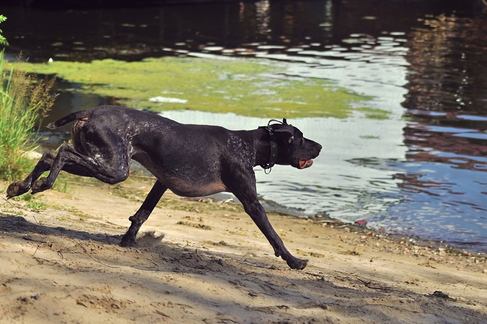 Nikon D90 sample photo. Dog, run, water photography