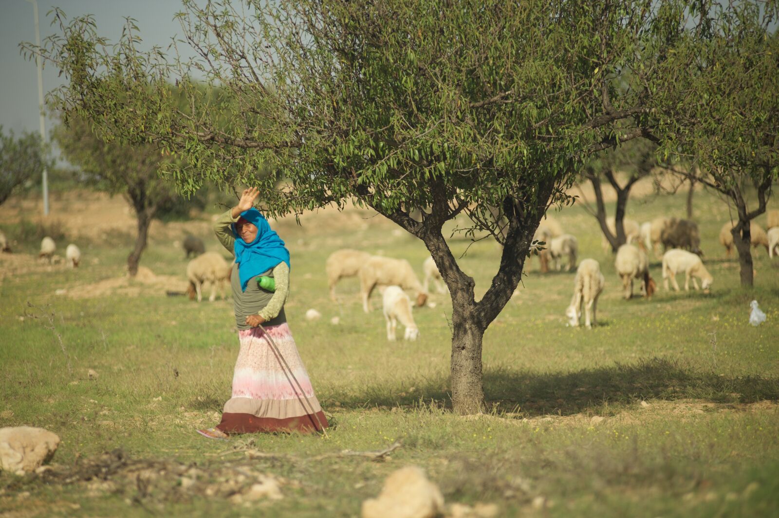 Nikon D700 sample photo. Tunisia, pasture, sheep photography