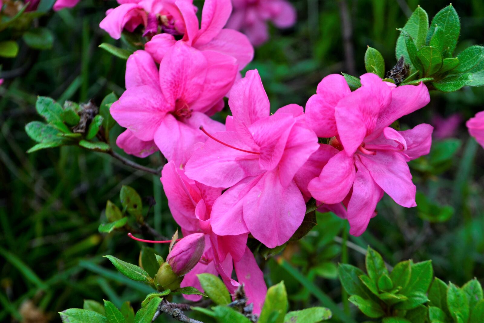Nikon D3100 sample photo. Beautiful flower, lavender, purple photography