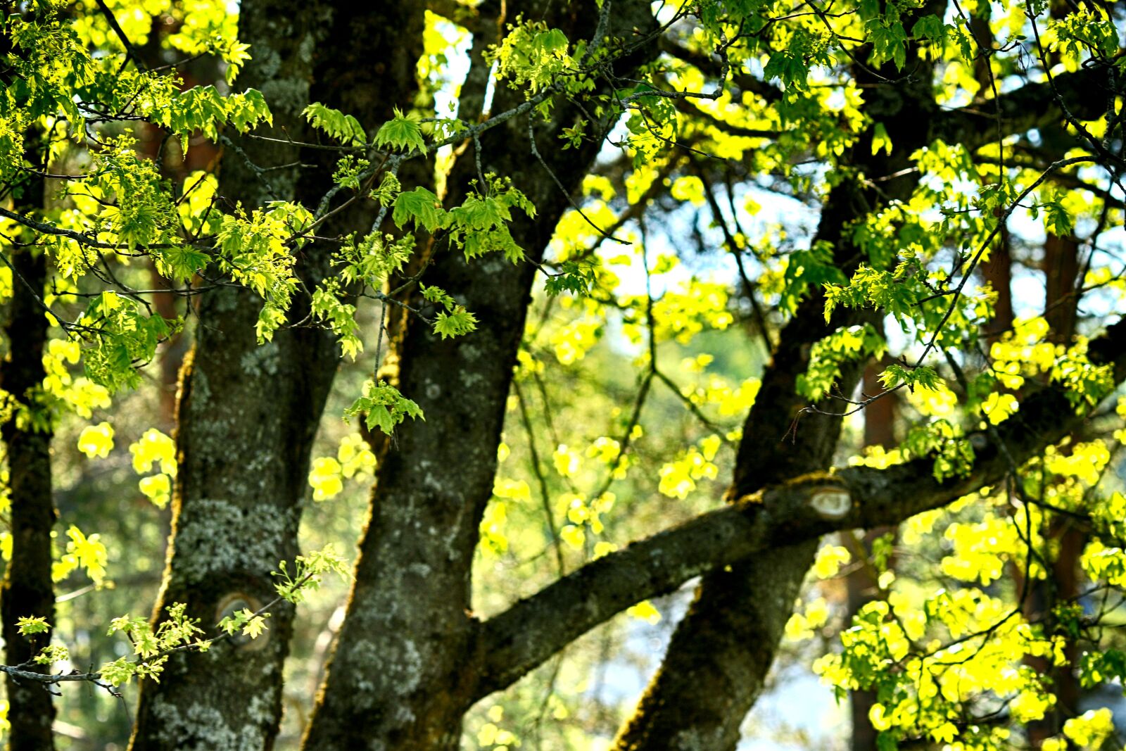 Canon EOS 7D Mark II + Canon EF 135mm F2L USM sample photo. Tree, leaf, wood photography