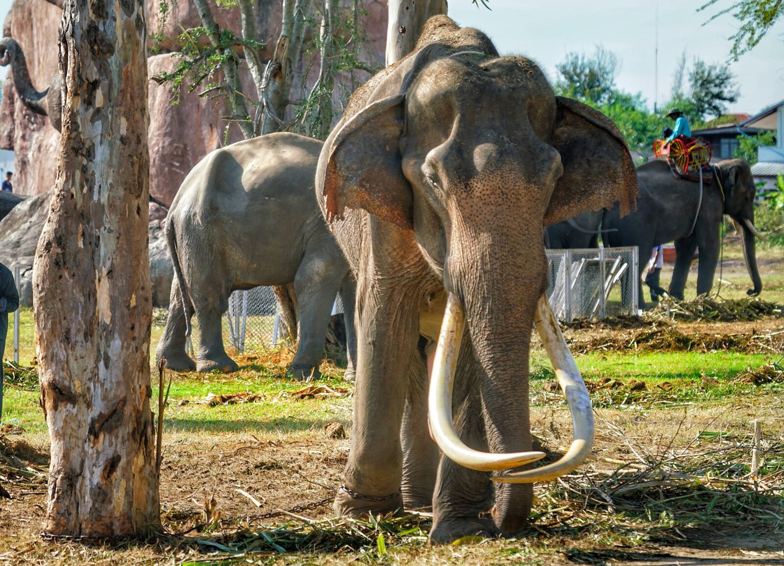 Sony FE 70-300mm F4.5-5.6 G OSS sample photo. Elephant, old, tusks photography