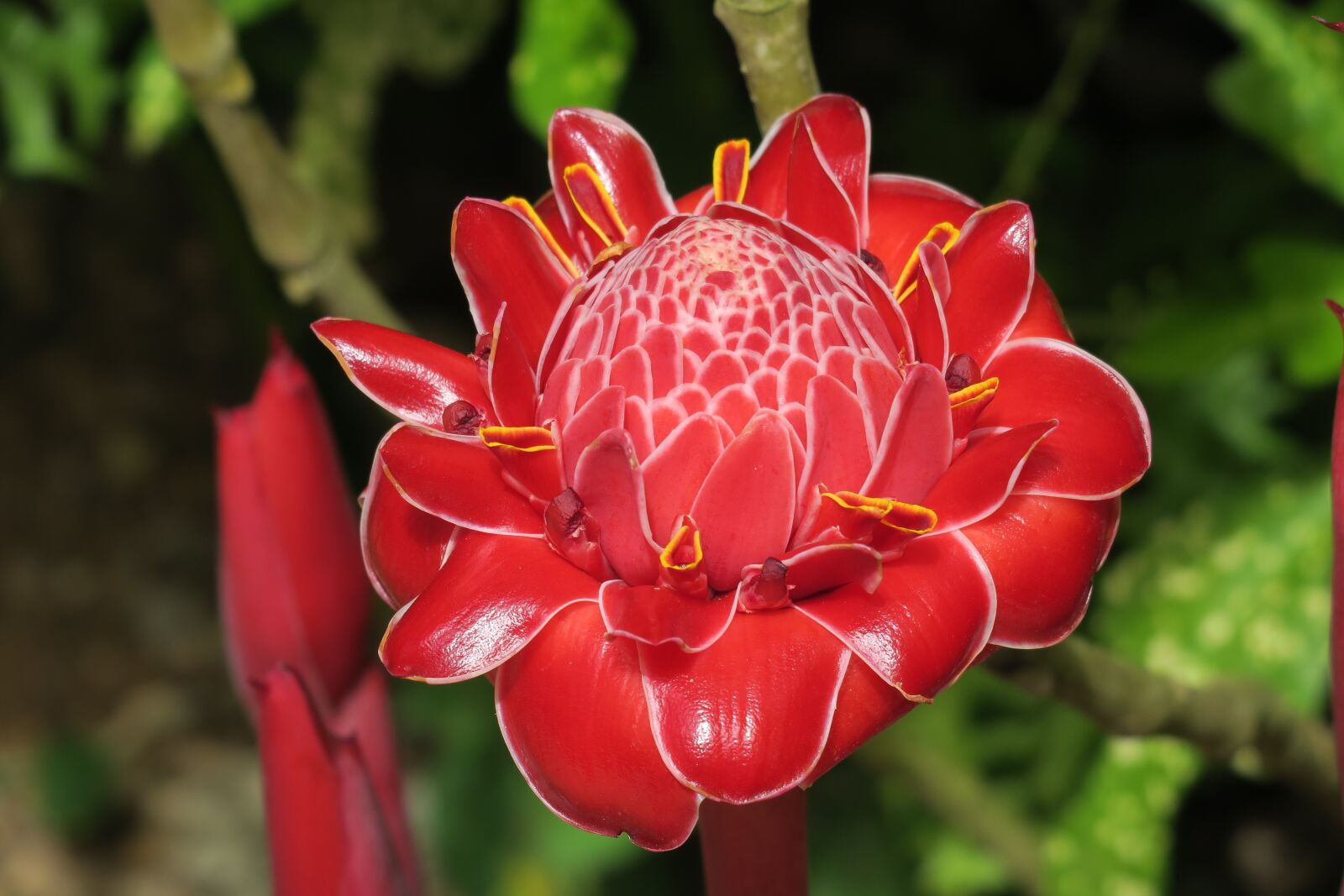 Canon PowerShot G3 X sample photo. Frangipani, red, blossom photography