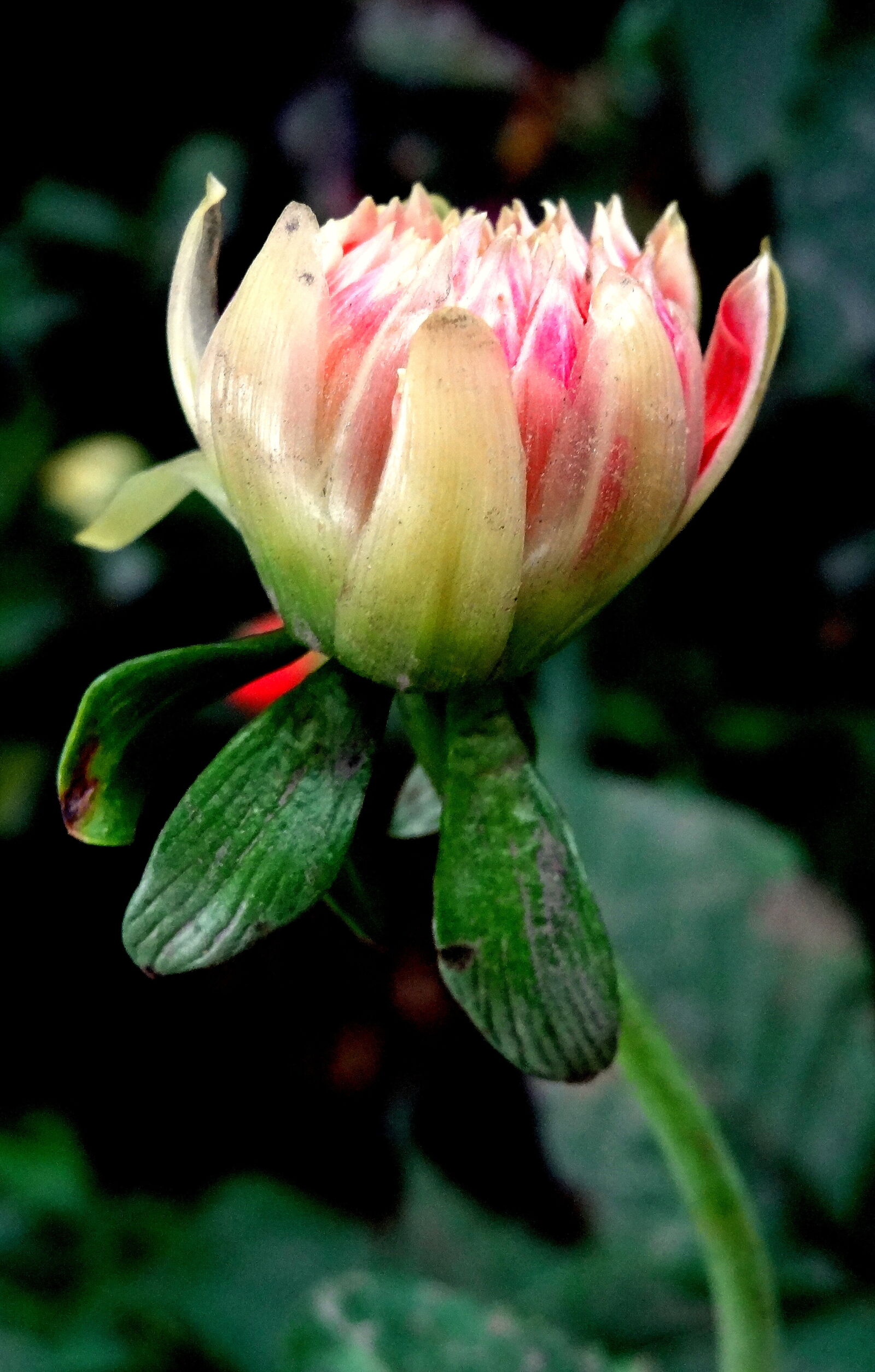 Sony Cyber-shot DSC-HX9V sample photo. Close, up, of, flower photography