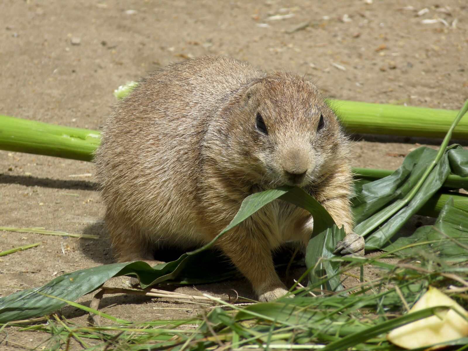 Panasonic Lumix DMC-FZ28 sample photo. Prairie dog, zoo, rodent photography